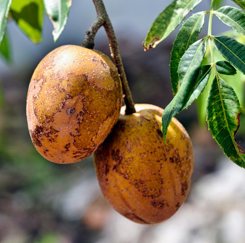 pexels tiorhista r 1795054450 29077674.jpg