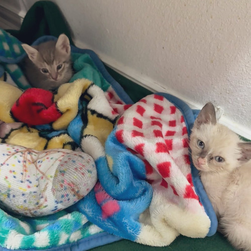 G 5mA8BW4AEmGfs?format=jpg.jpg