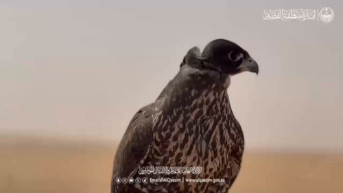 S1SJjRFEpnUfLjT .jpg