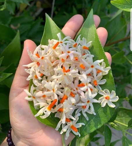 61ih XX3lVL. AC UF1000,1000 QL80.jpg