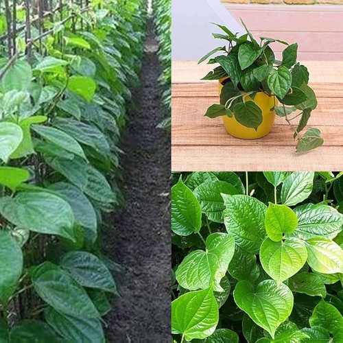 71sDaZHeCKL. AC UF1000,1000 QL80.jpg