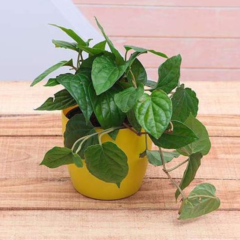 betel leaf paan live outdoor pla.jpg