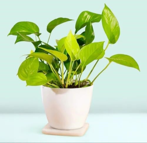 WhatsApp Image 2025 12 01 at 12.30.00 d7c5c7f8.jpg