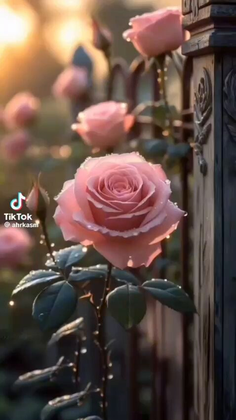 n Hs8AounsXxiMNq.jpg