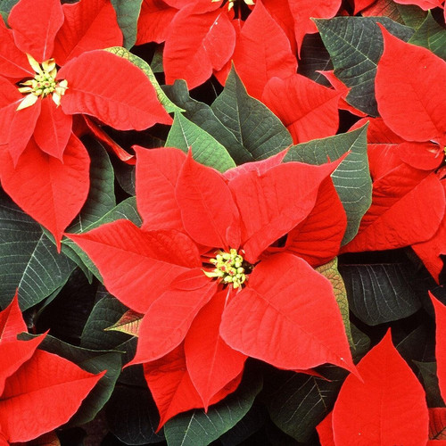 poinsettia plant christmas flowe.jpg