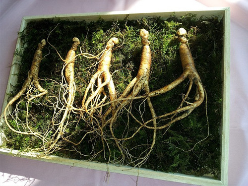 ginseng 641890 640.jpg