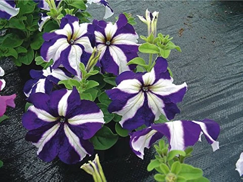 22 m25petunia flower seeds6 bdsresolve original imagyu6gafb2t4du.webp