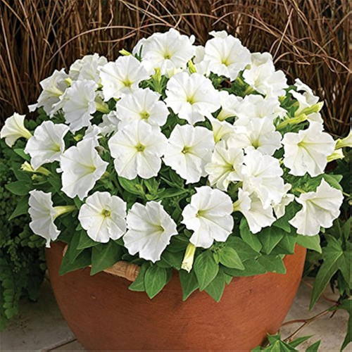 petunia white 1.jpg