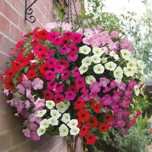 10 petunia dwarf mix flower seeds for kitchen gardening green original imag7adyfnmg29kb.webp