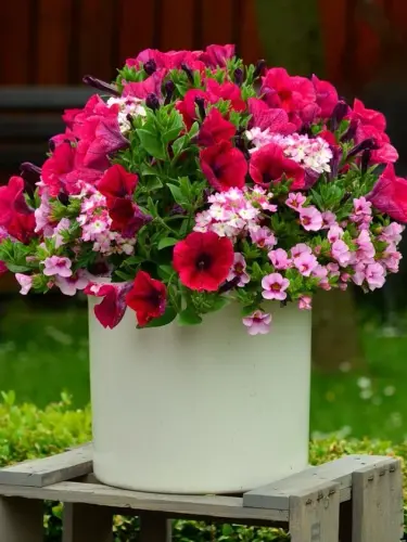 57 all season petunia flower seeds bright hardy blooms for original imah6g6frge7fp3u.webp