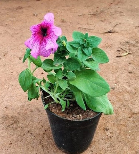 1835162997 Petunia Light Magenta Large.jpg