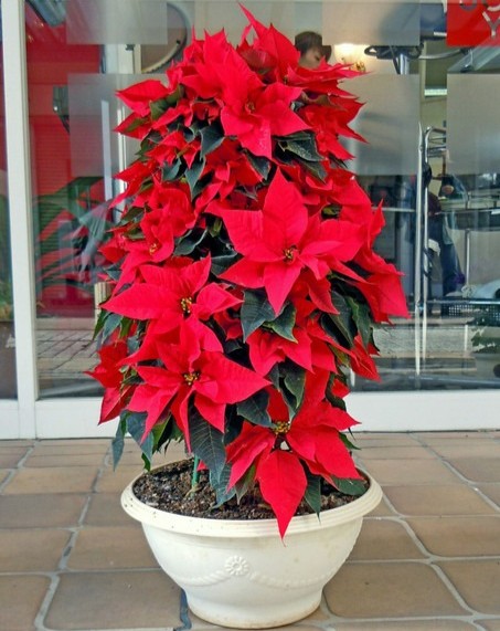 yes perennial yes poinsettias pl.jpg