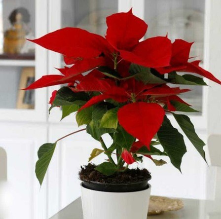 no biennial yes poinsettia plant.jpg
