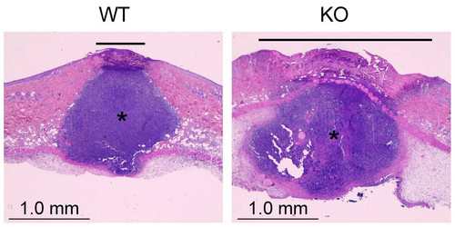 G 3psYQWsAAt2qZ?format=jpg.jpg
