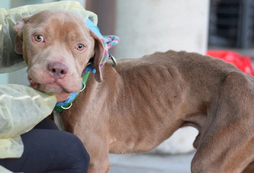 G 3zbh2XgAE4xZa?format=jpg.jpg