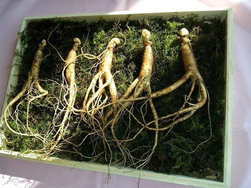 ginseng 641890 1280.jpg