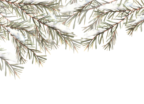vecteezy snow on fir branches with needles banner spruce pine 46653745.png