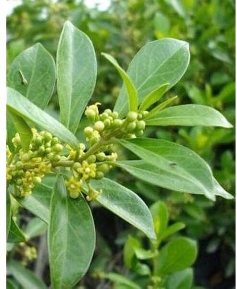 yes annual yes gurmar plant fg s.jpg