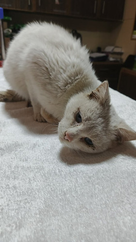 G 0c6BkWcAA1QKB?format=jpg.jpg