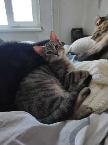 G ylQs8a8AAhzsp?format=jpg.jpg