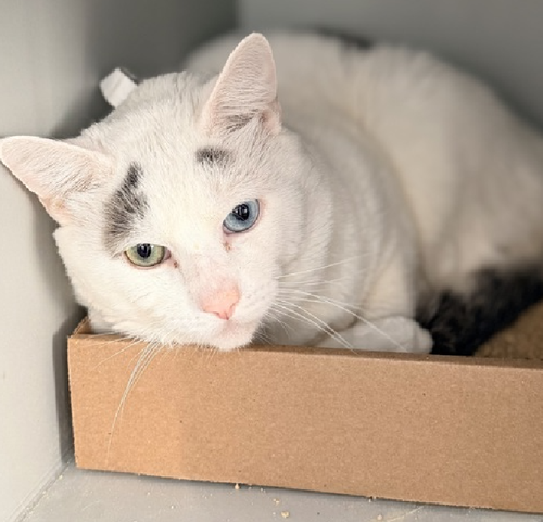 G 9co56WAAAzyva?format=png.png