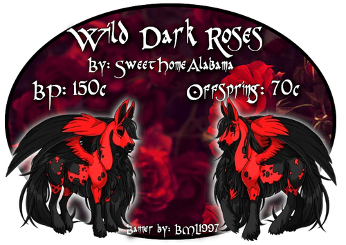 wild dark roses