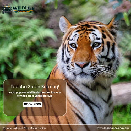 Tadoba Posts (3) Copy.png