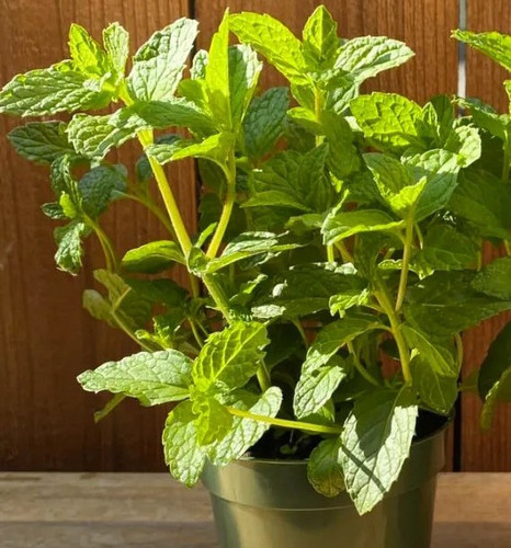 Peppermint Plant.jpg
