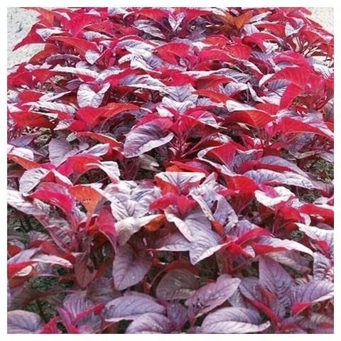 700 red spinach seed amaranthus.jpg