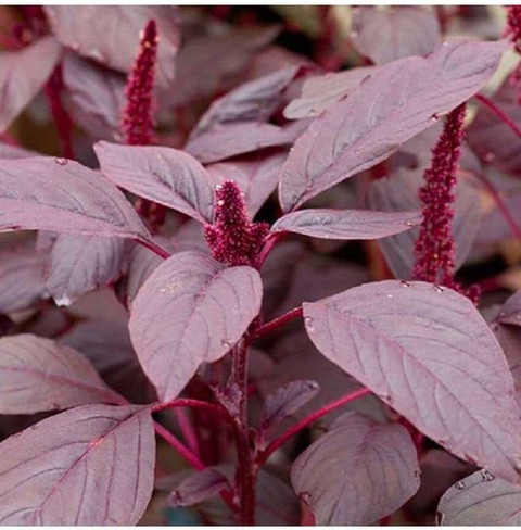 1000 red spinach seed amaranthus.jpg