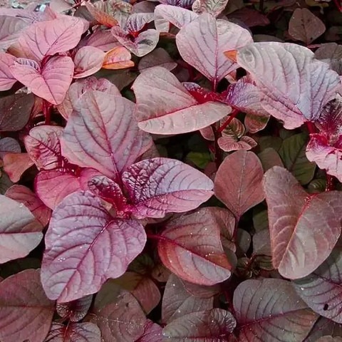 125 red spinach seed deys agro o.jpg