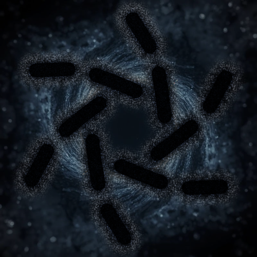 Vortex Logopfp (512 x 512 px) (12).png