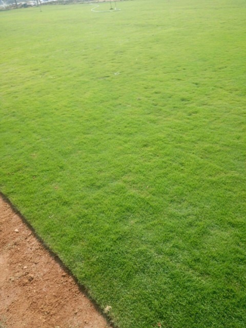 1 mexican lawn grass seed 1000 s.jpg