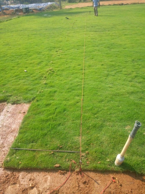 1 mexican lawn grass seed 500 gm.jpg