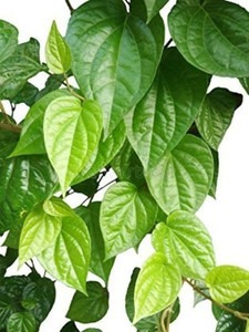 paan p1 1 sj stocks original ima.jpg