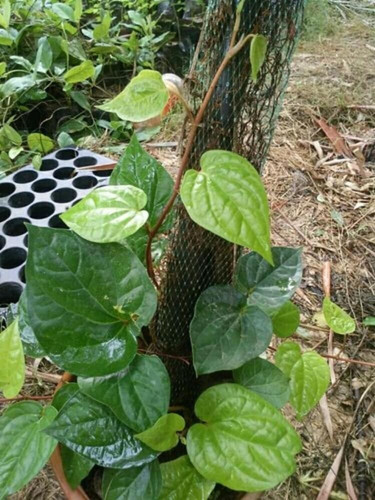 oxygreenplant banarasi betel lea.jpg
