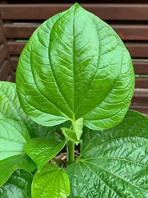 no annual yes live betel leaf pa.jpg