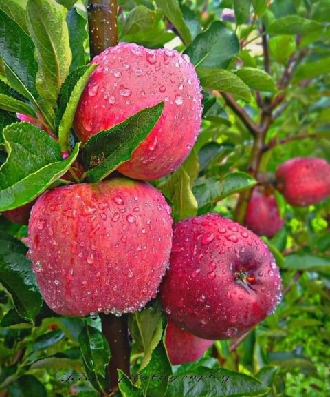 annual yes yes harman 99 apple 1.jpg
