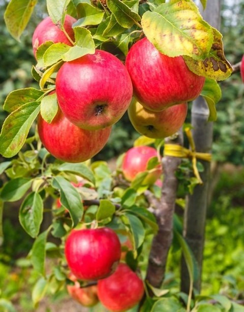 annual no yes hrmn 99 variant gr (1).jpg