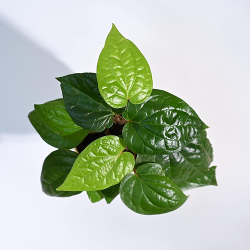 61xhMlWlAhL. SL1500 .jpg