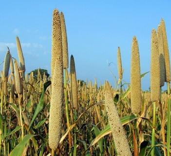 14000 hybrid bajra pearl millet (1).jpg