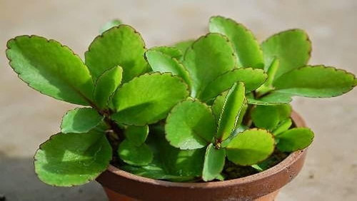 platone bryophyllum pinnatum pat.jpg