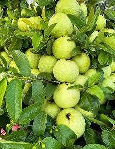 yes perennial yes thai guava pla.jpg