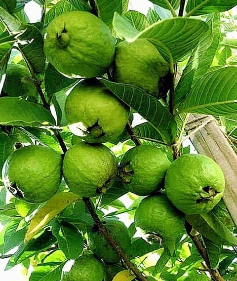yes perennial yes guava plant 10.jpg