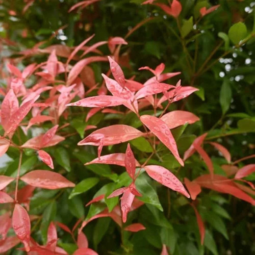red lilly pilly plant.jpg