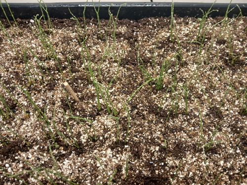 ONION SEEDS GERMINATING 9.jpg