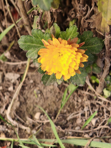 IMG 20251228 141216.jpg