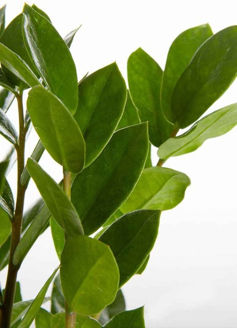 zz plant live 02 01 click to buy.jpg