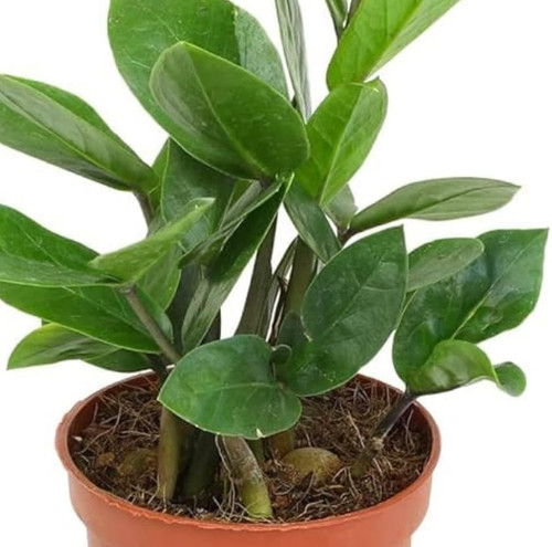 61f2rao8EWL. SL1000 .jpg