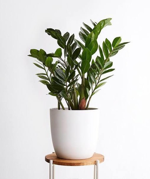 zamioculcas plants live 007 01 c.jpg